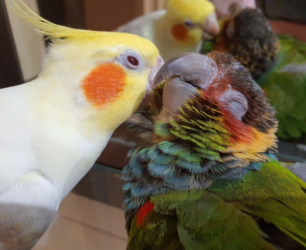 A photo of a Blue-throated conure and a yellow cockatiel on a glass shelf in front of a mirror. The photo is close up, only showing from about their shoulders upwards. The yellow cockatiel is on the left and is preening the right side of the face of the conure, who has his eye closed in happiness
