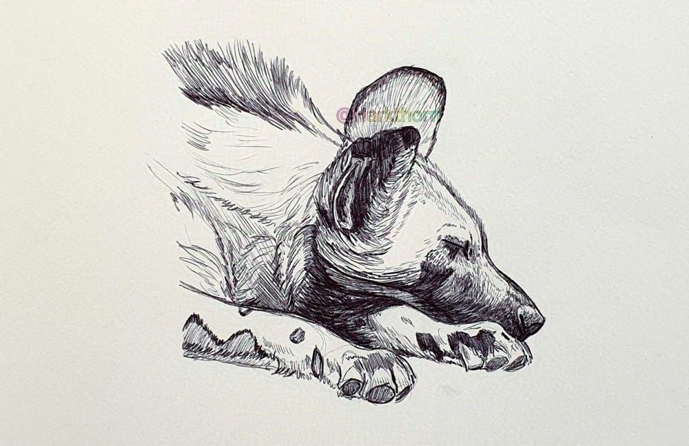 A black ballpoint sketch of an African Wild Dog/Painted dog laid with its head on its forepaws, eye closed. It is viewed from the side and facing to the right of the image. It is drawn from about the shoulders upwards