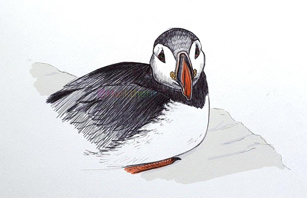 A black ballpoint sketch of a loafing puffin on a rock or cliff edge, with minimal digital colouring