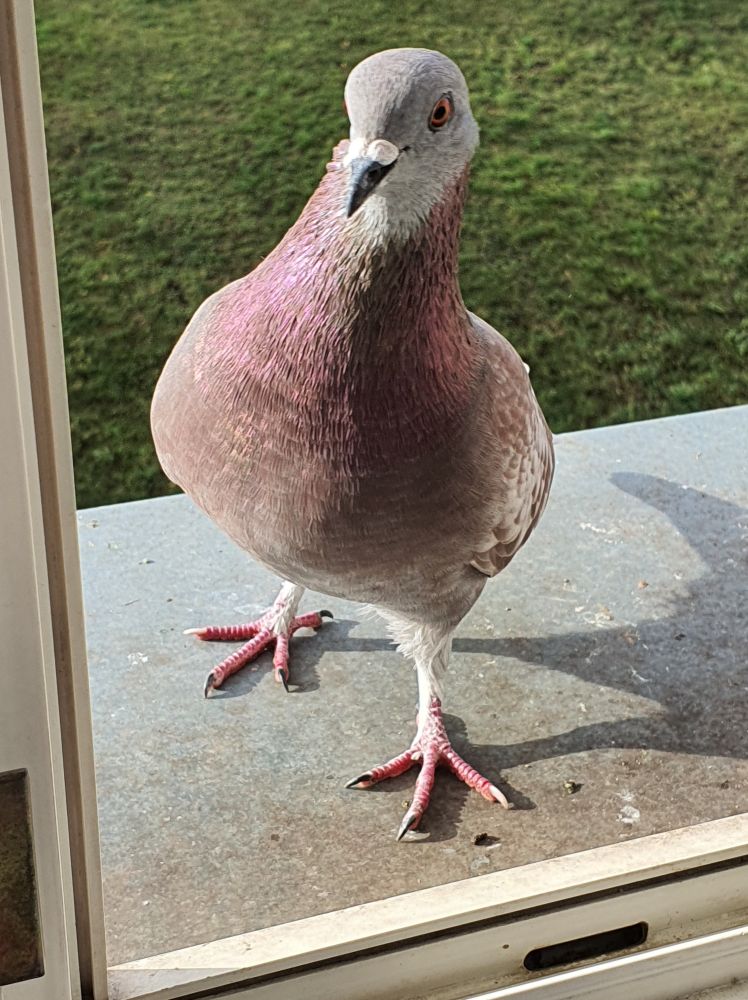 A photo of an ash-red check feral pigeon stood in front of an open window, with the photo taken from inside facing outwards. He is stood looking in, close up to the window frame