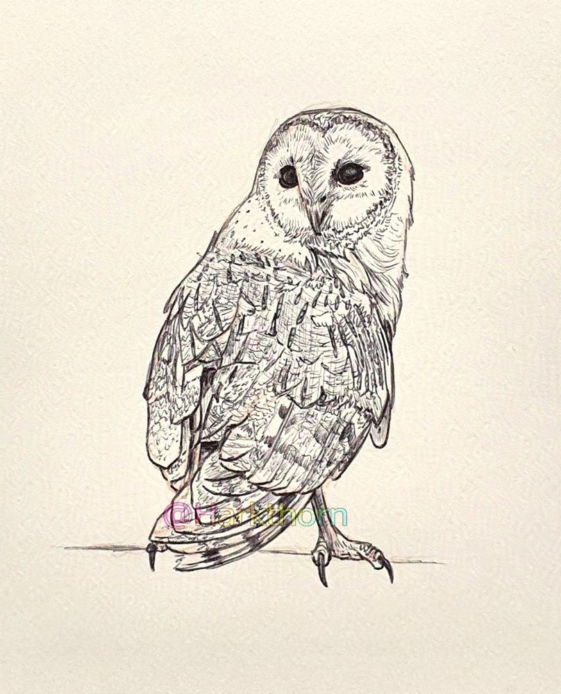 A black ballpoint pen sketch, with orange pencil underlines, of a barn owl perched and looking back over its shoulder