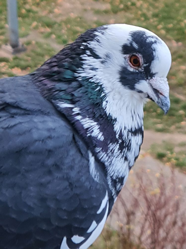 A close up portrait photo of the right side of a pied blue spread feral pigeon, outside. He is looking at the viewer with one orange eye