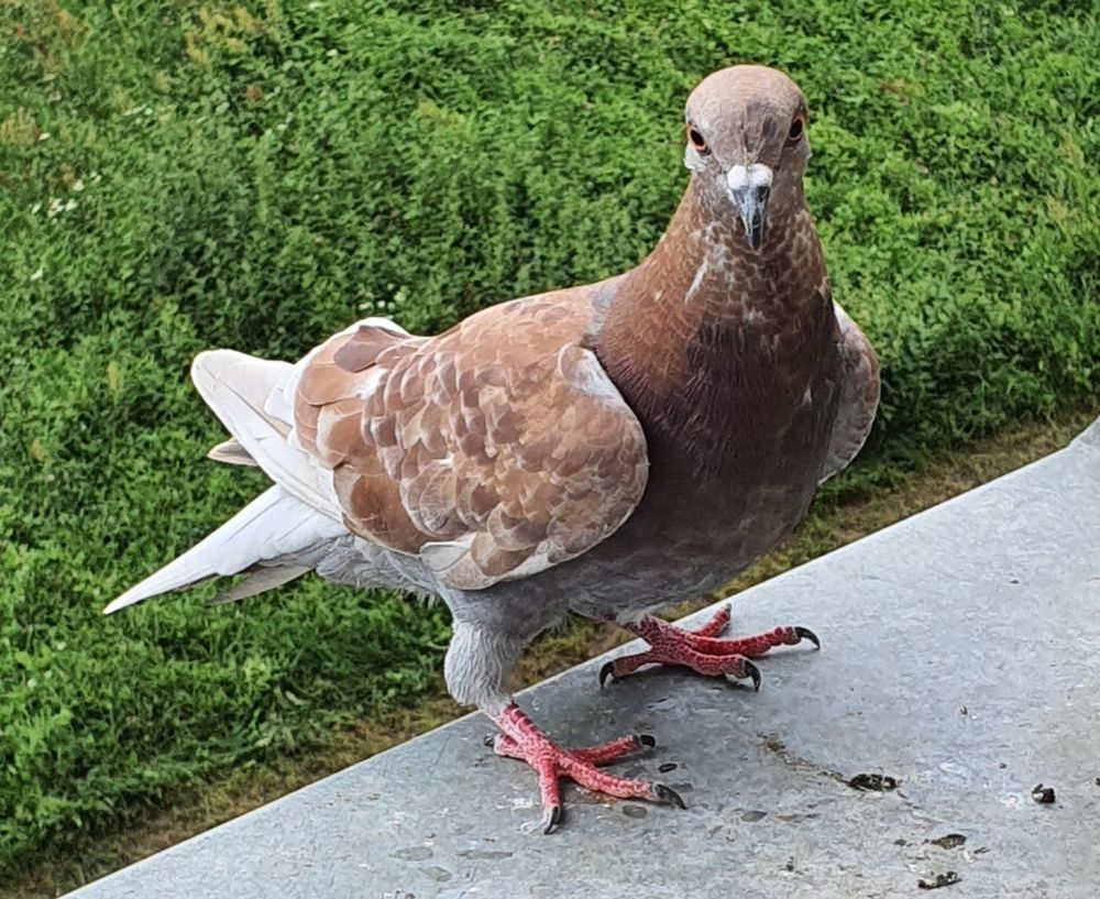 A photo of a young ash-red feral pigeon outside on a window sill