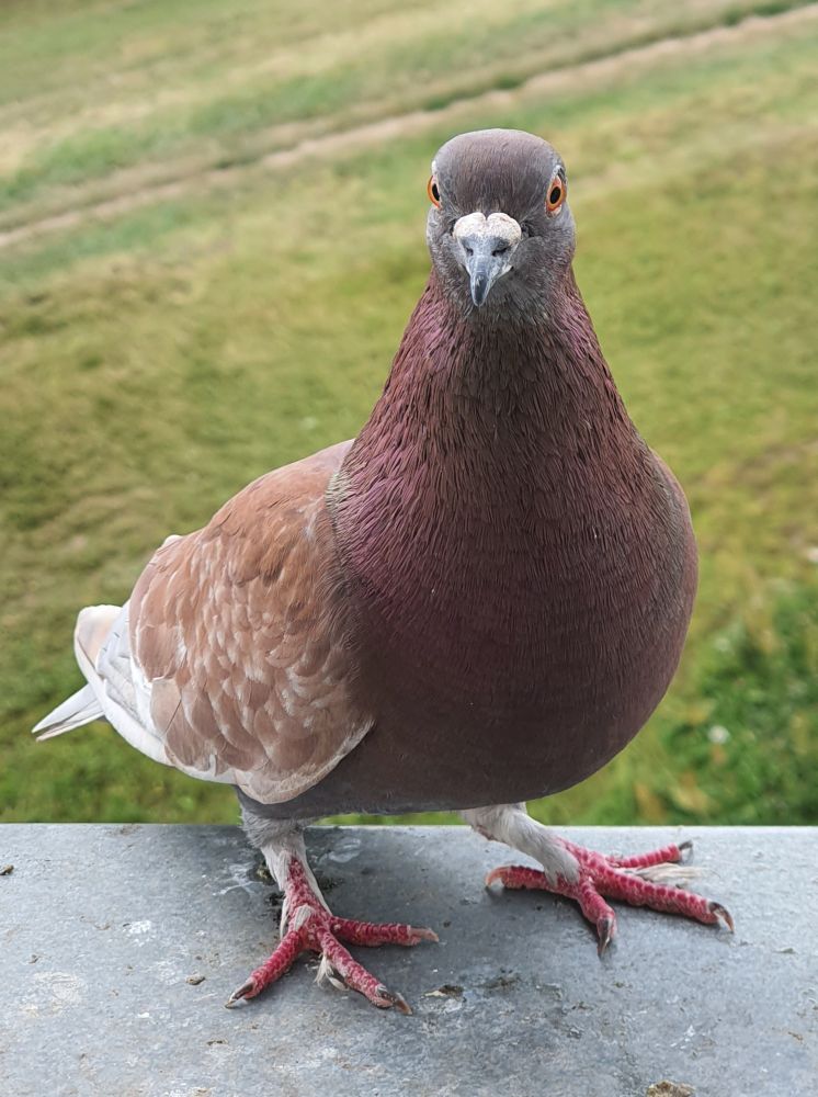 A photo of an ash-red t-check feral pigeon with lightly feathered toes stood outside on a window sill, facing the viewer