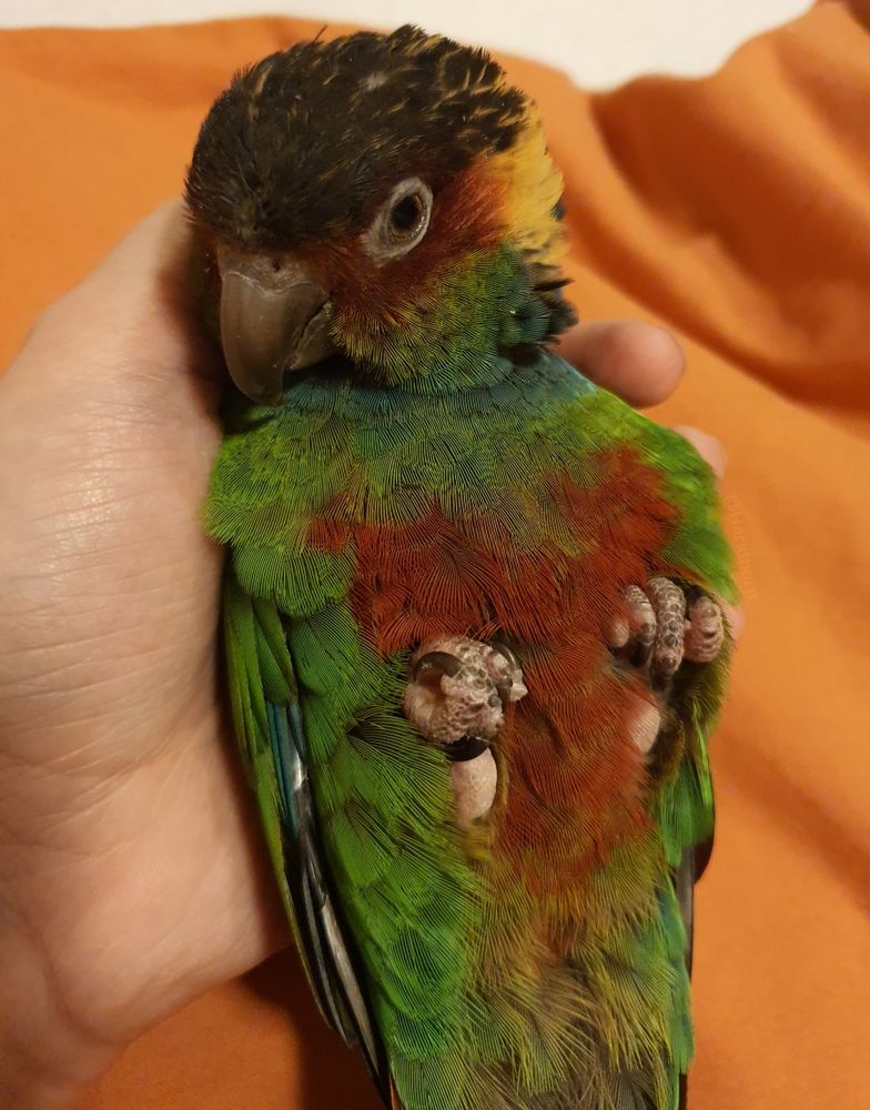 A photo of a Blue-throated conure laid on his back in someone's hand, his little feet tucked up and closed into little birdie fists