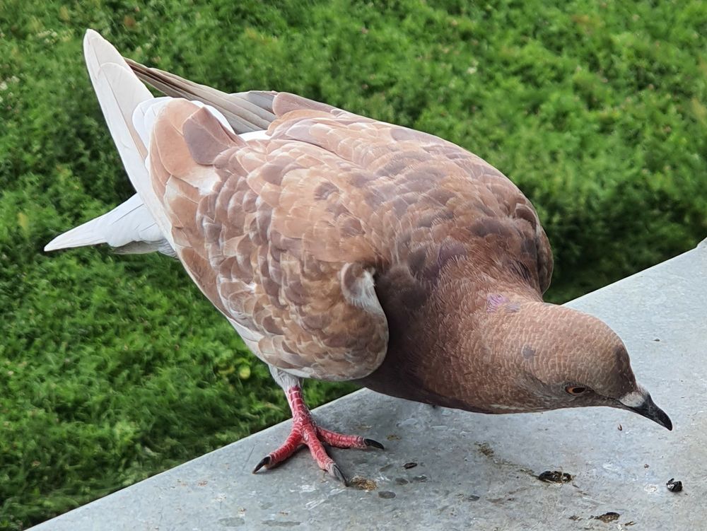 A photo of a young ash-red feral pigeon outside on a window sill