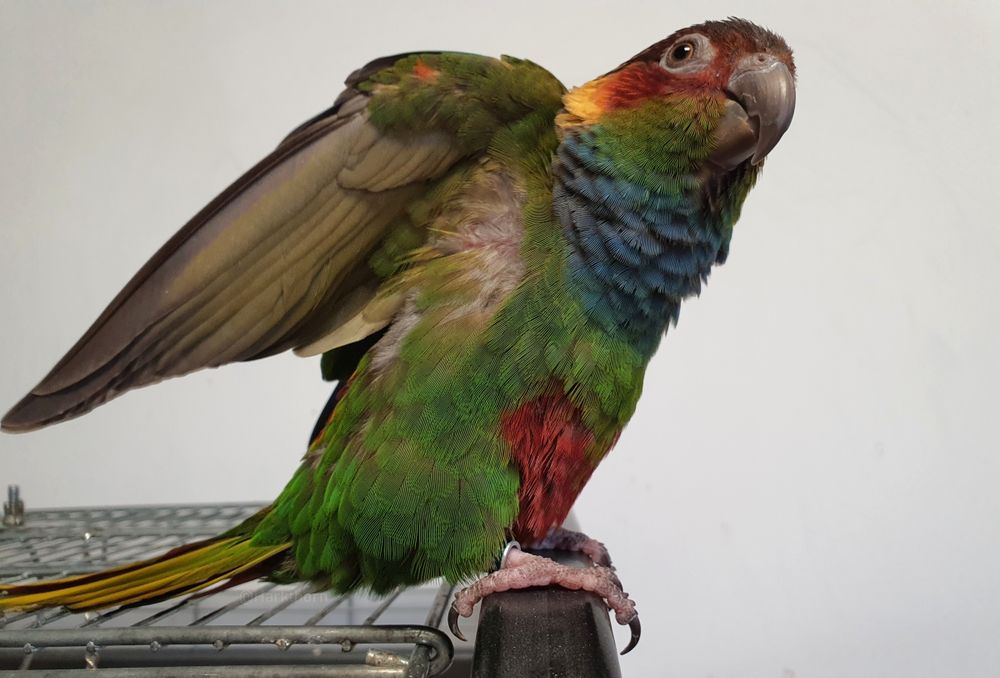 A photo of a Blue-throated conure stood on top of his cage, his wings raised but not spread, facing to the right of the image