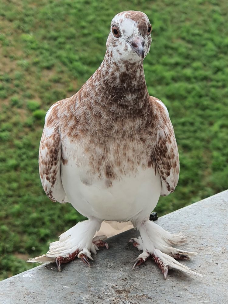 A photo of a young pied ash-red grizzle feral pigeon with heavy foot feathering, stood outside on a window sill