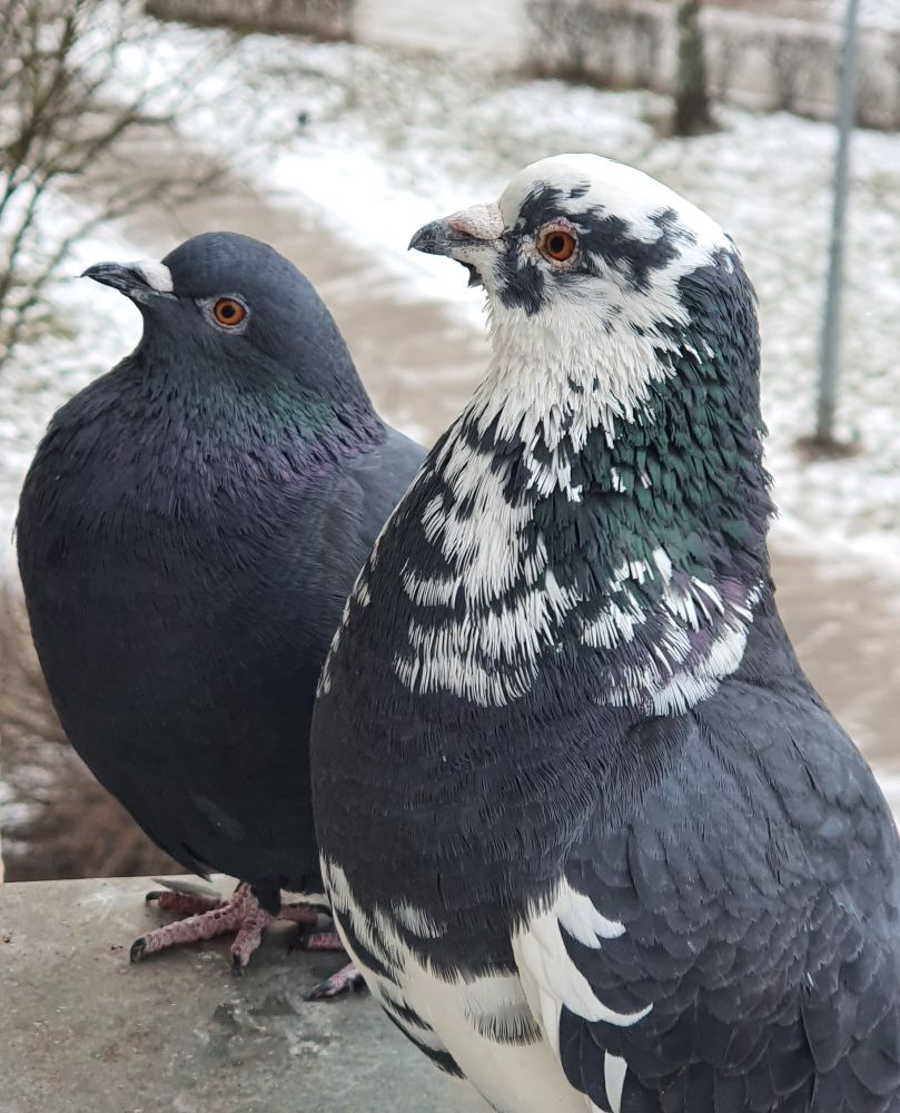 A close up portrait photo of two feral pigeons, outside on a window sill, with snow on the ground in the background