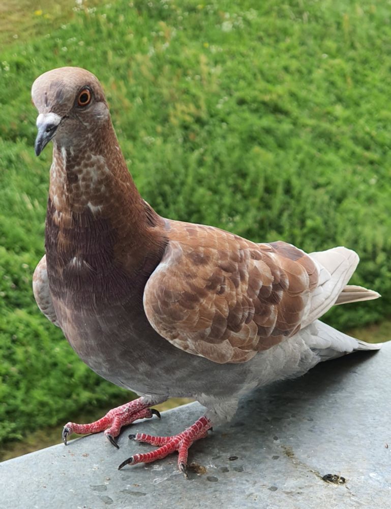 A photo of a young ash-red feral pigeon outside on a window sill