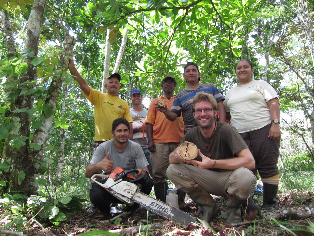 Collection of tree discs for dendroecological analyses in the Sardinilla experiment. This is the 1st harvesting campaign in a planted tree diversity experiment. Now we are exited to share the results! Thx to amazing fieldworkers!!!