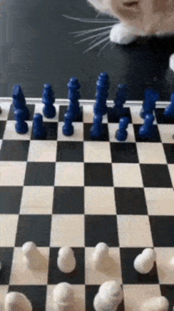 Chess Cat GIF