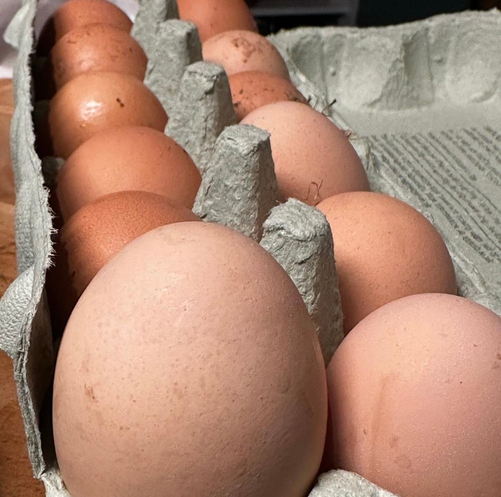 12 eggs in an egg box. They’re fresh eggs from our neighbour and haven’t been cleaned. The egg at the front on the left is huge. 