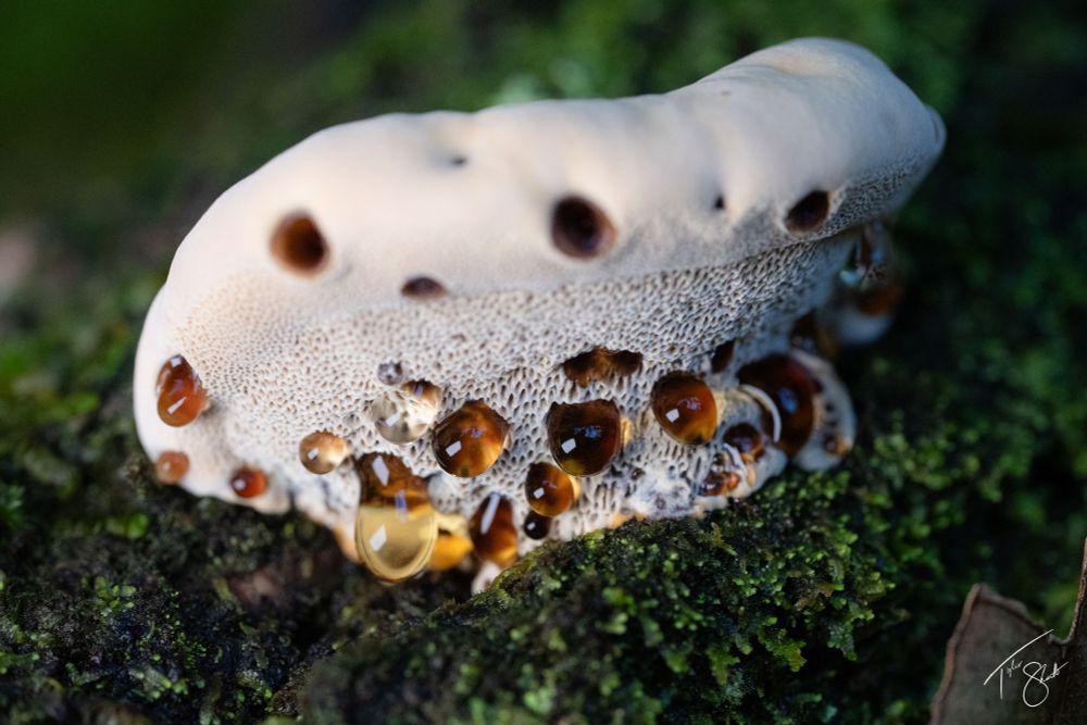 A sea creature with many eyes piercing through your soul