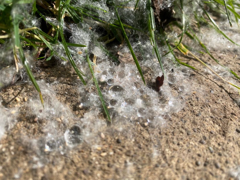 Cottonwood fluff on a sidewalk dotted with dewdrops