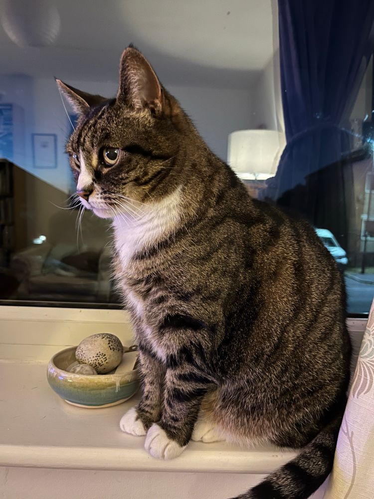 Tabby cat watching Eurovision