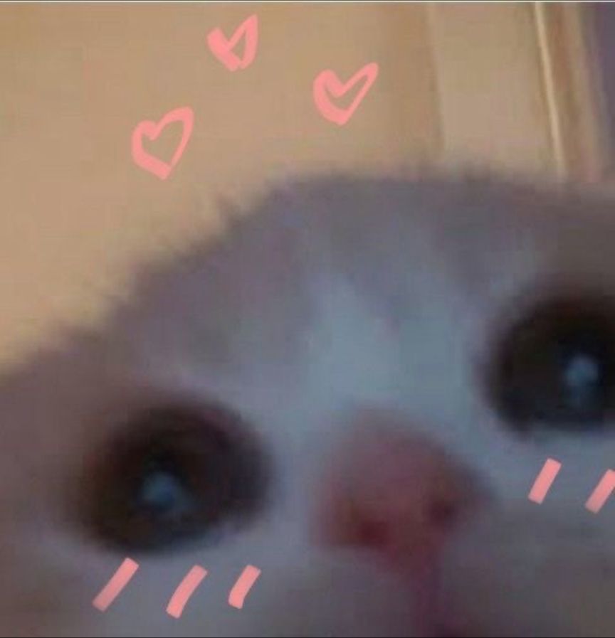 Close up of a kitten face with little pink hearts and animated lines to indicate blushing cheeks