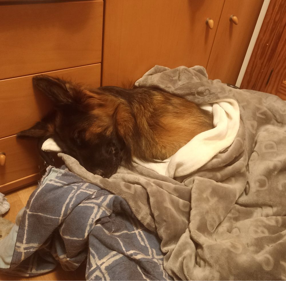 A long haired german shepherd sleeping on a cozy bed, covered by a blanket