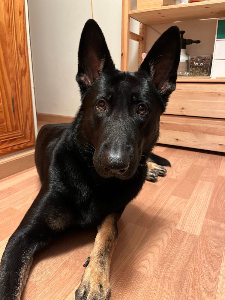 A bicolor german shepherd looking at the camera