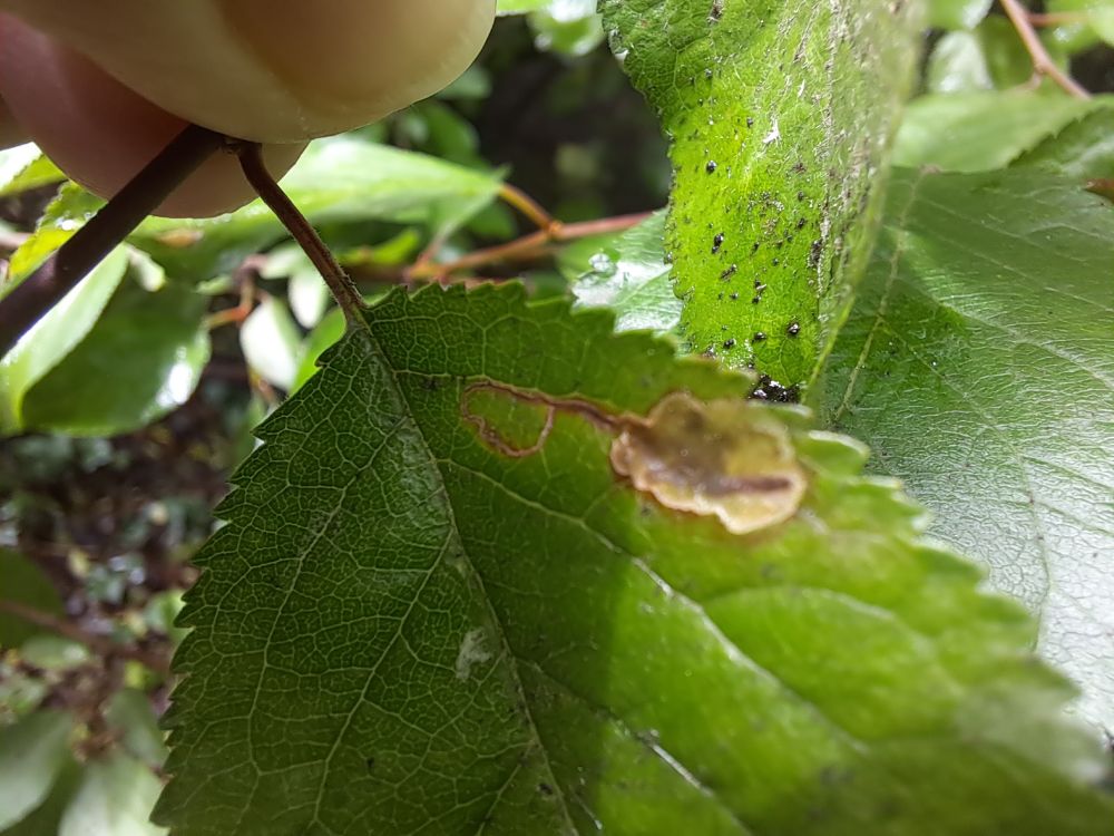 Stigmella plagicolella mine on Prunus.