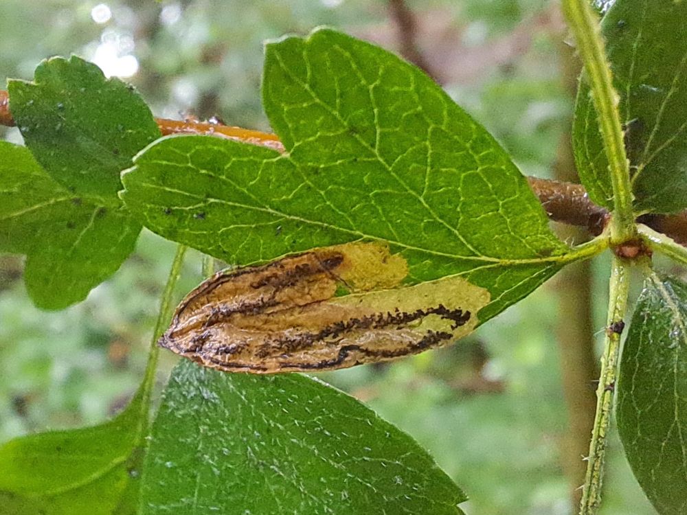 Stigmella hybnerella mine on Hawthorn. 