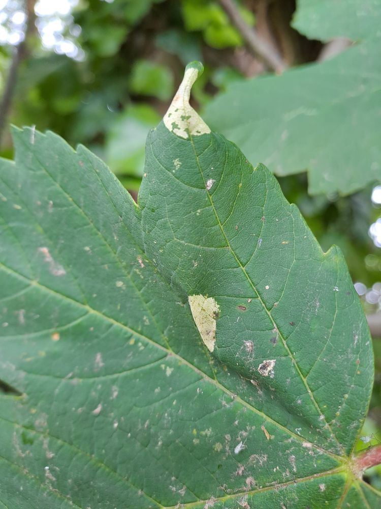 Phyllonorycter geniculella mines on Sycamore. 