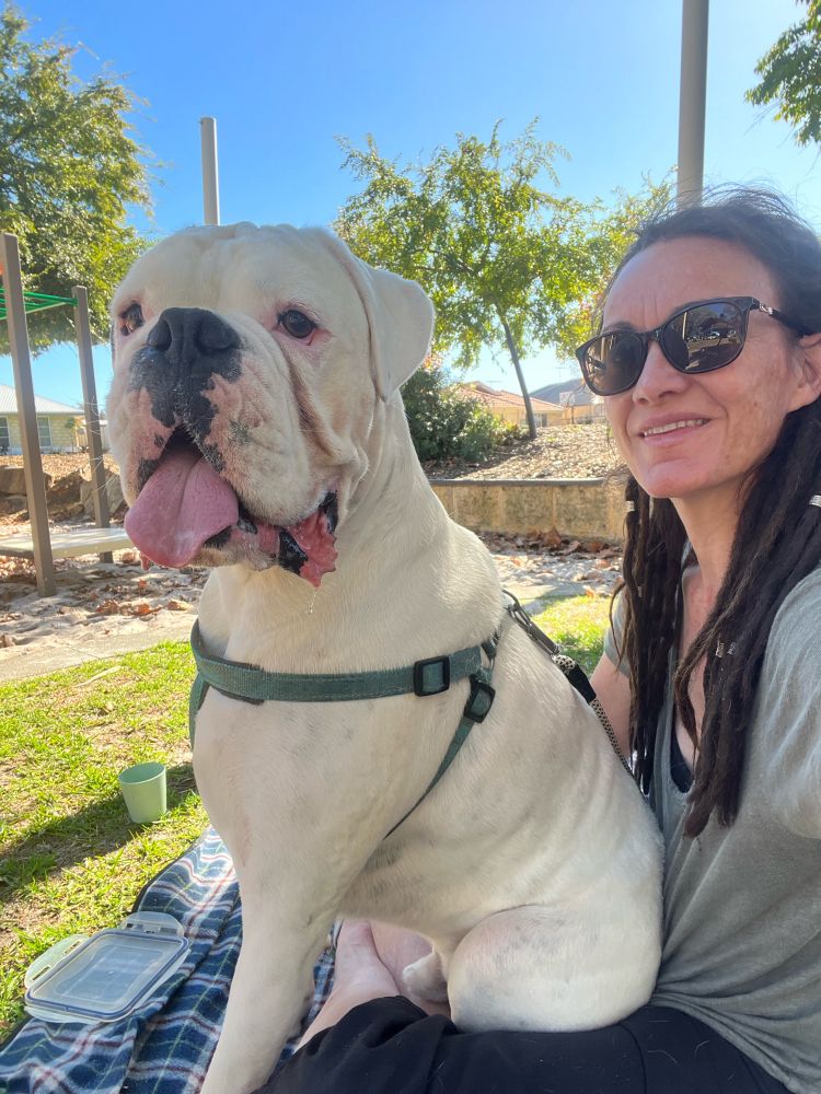 My late, beloved white boxer, Ollie. Sitting on my lap