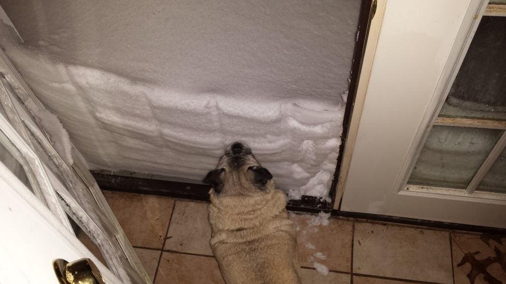 A pug, wanting to go out, staring at a snow blocked doorway
