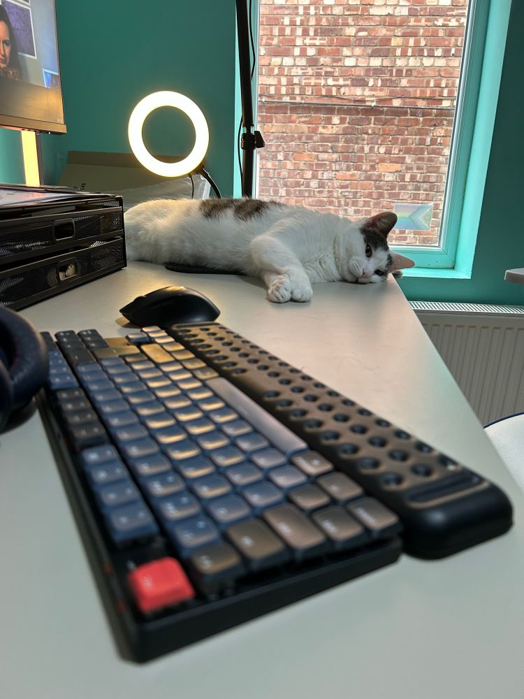 Our cat looking exhausted laying on my desk. 
