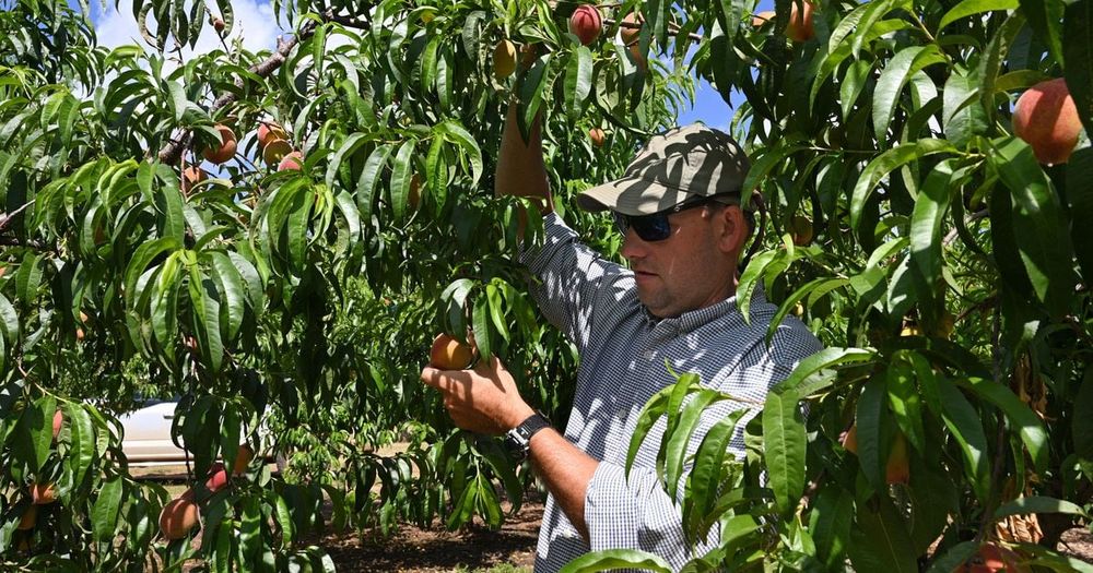 Get your Georgia peach fix: A ‘bumper’ crop is on the way