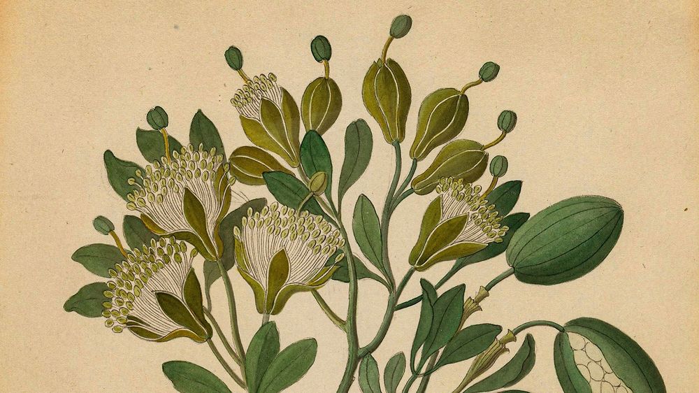 As Botanists Drop a Racist Plant Name, Some Fear Scientific Confusion