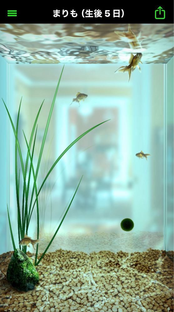 マリモを育てるゲームのスクリーンショットです。
画面右下に、メダカよりも小さいマリモが写っています。