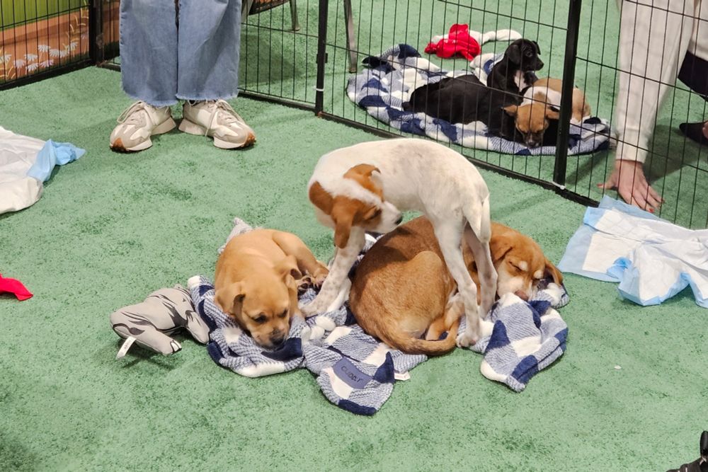 Adorable puppies with most napping