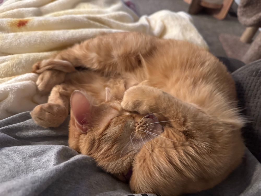 A sleeping orange cat with her paw on her face