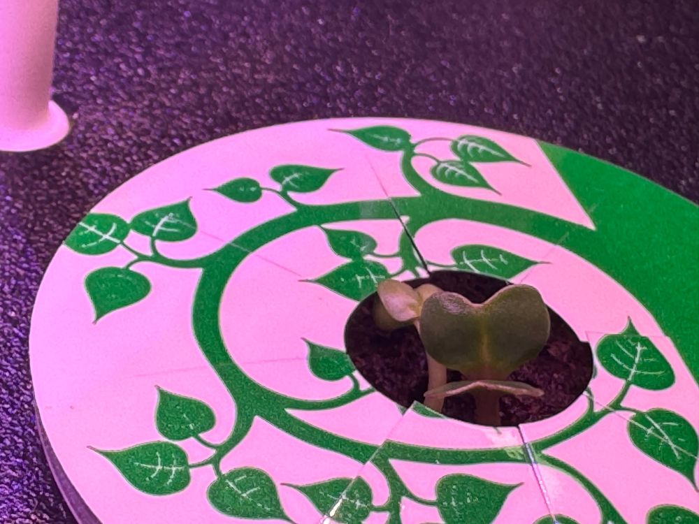 Kale sprout growing in hydroponic planter 