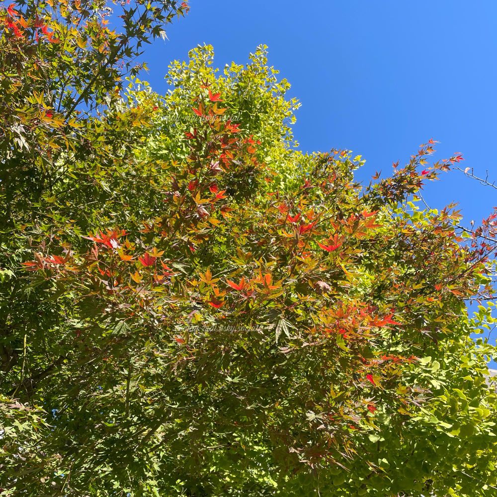 blueskyを背景に奥に少し黄色くなりかけたイチョウの木、手前に枝先だけ赤くなってきたモミジの木