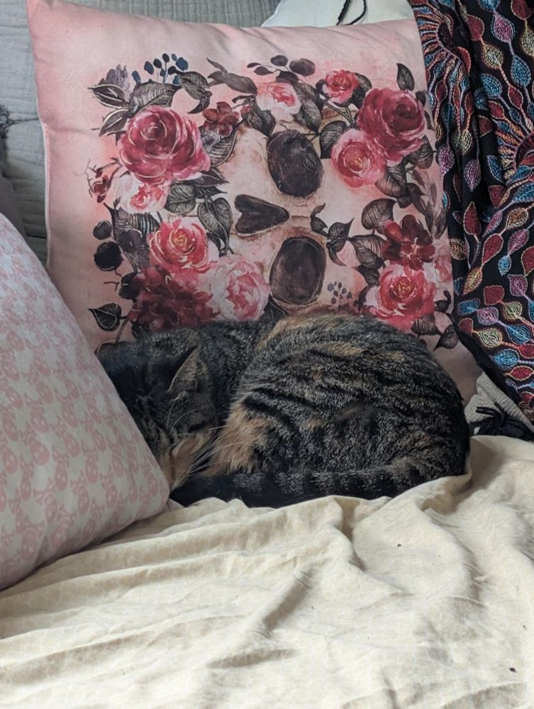 A small brown and orange patch tabby cat is curled up in a ball on a bed. Behind her is a throw pillow with flowers and a skull