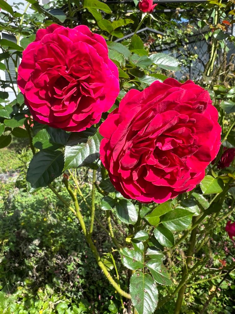 A pair of very full red roses in the garden. This rose is called Rosemantic Red