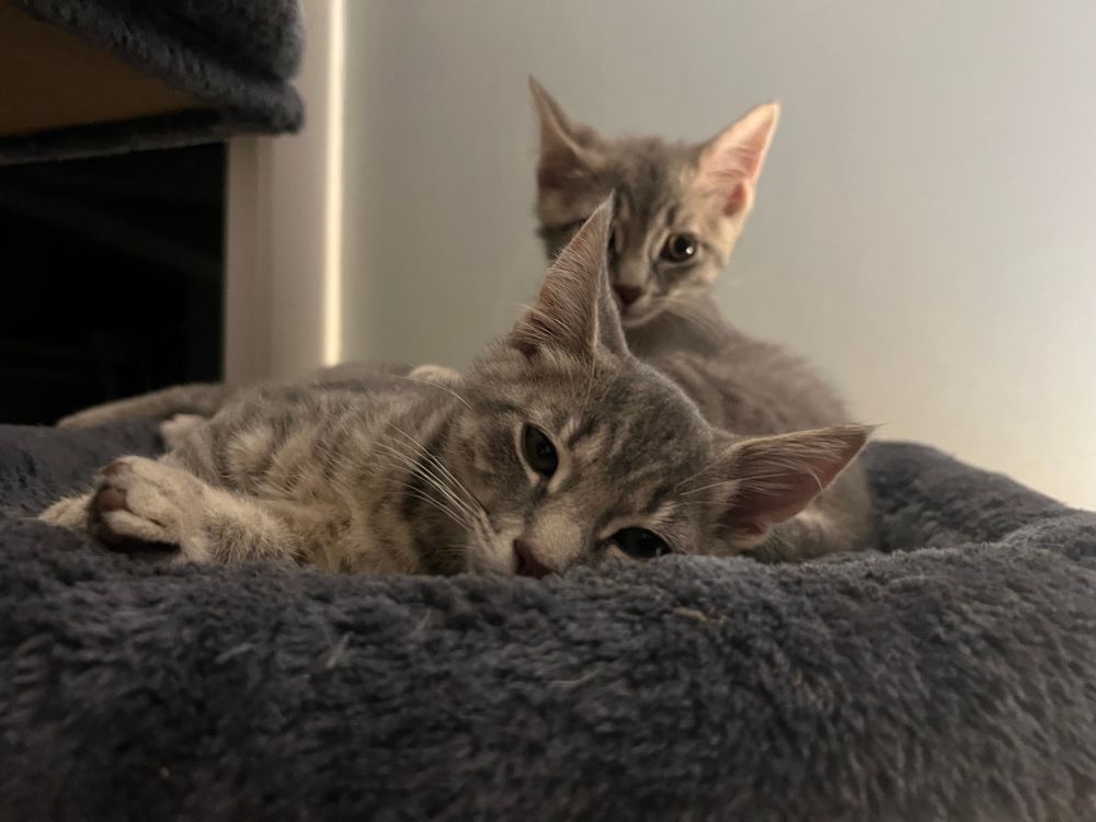 Picture of 2 silver tabby kittens on the cat tree.  Grimlock is laying down and Bruticus is sitting up. 