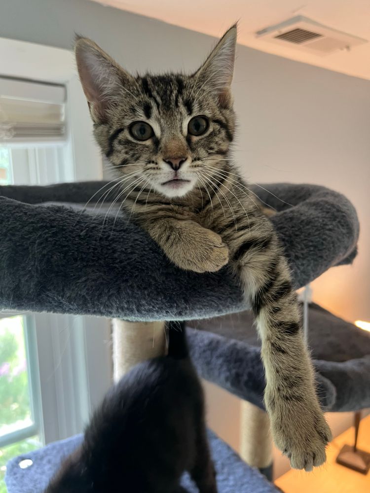 picture of tabby kitten Megatron chilling in the cat tree. 