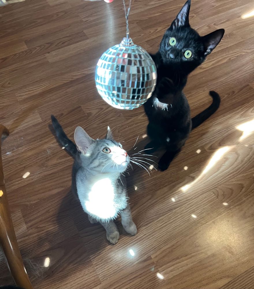 A silver tabby kitten and a black kitten with big green eyes play with a small disco ball amid sparkling lights. 