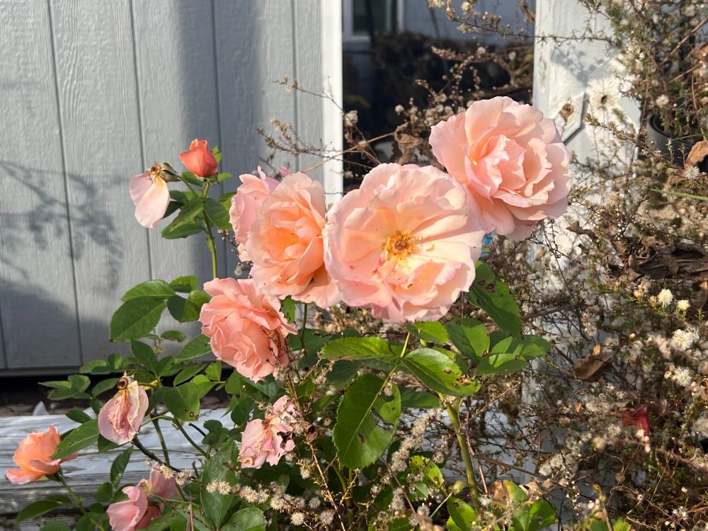 clusters of loose,  soft apricot roses bloom in the garden along with some fading white asters. 