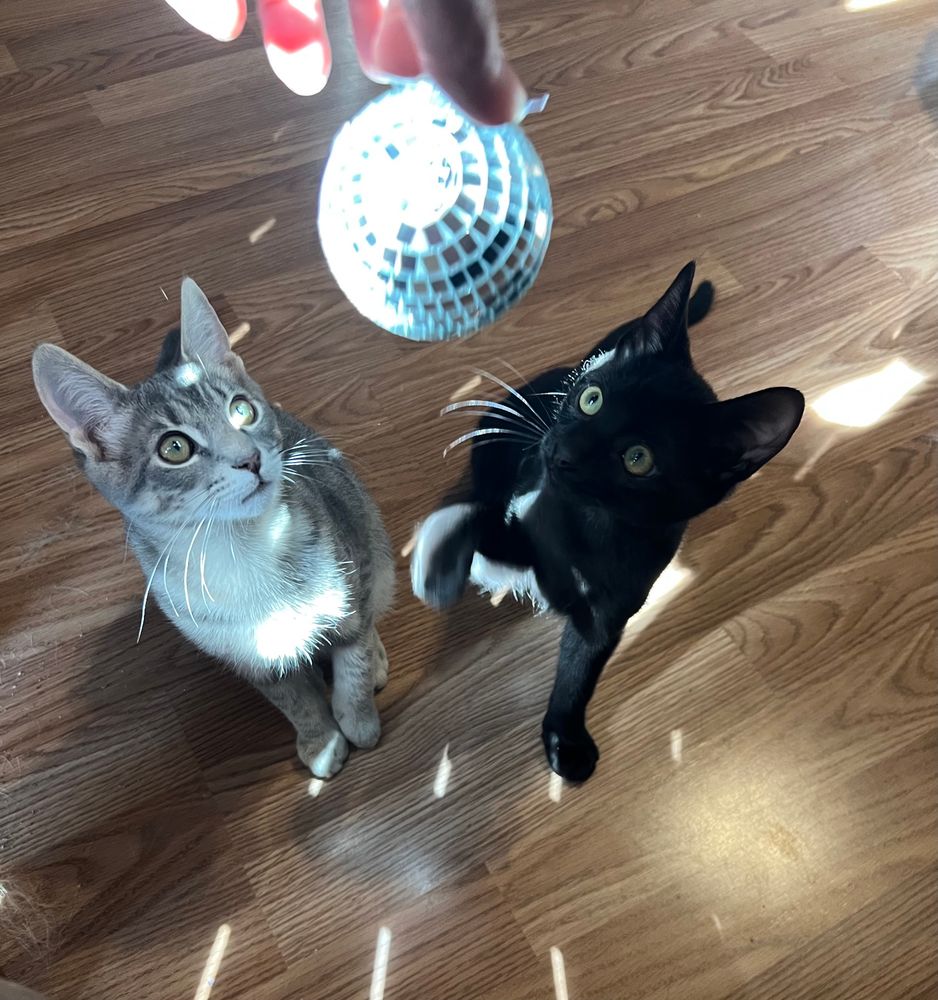 a silver tabby kitten and a black kitten watch the lights playing off a mini disco ball. 