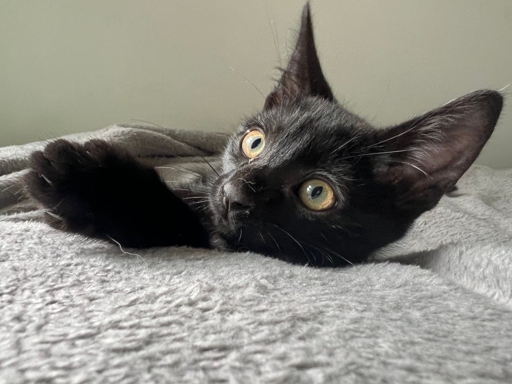 Picture of kitten named Bumblebee who is a black kitten with golden eyes. 