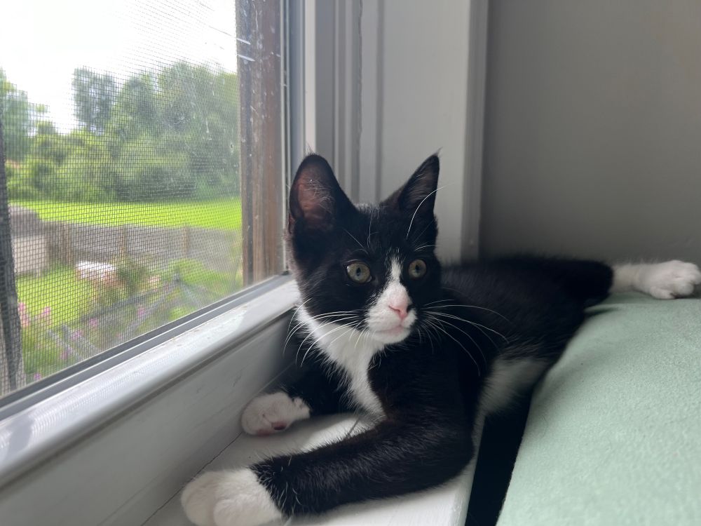 Picture of kitten named Missy sitting by window.  She is a black and white tuxedo kitten. 