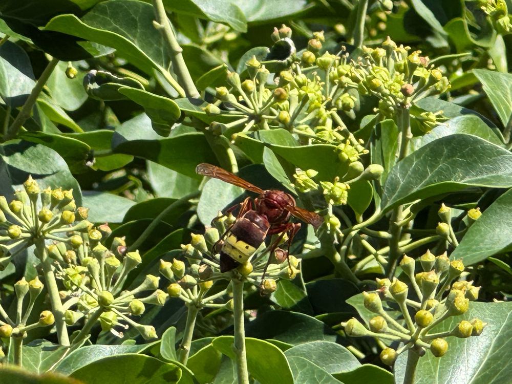 Asian hornet, first sighting in Trieste in 2018, now very common (I took the photo on the wall of the citadel San Giusto). 

Back then it was the most northern colony of the world. 