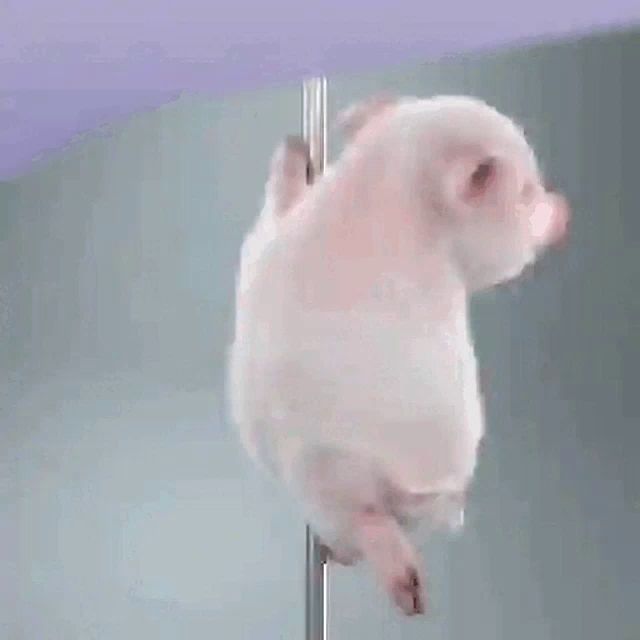 a pig is standing on a pole and looking at the camera .