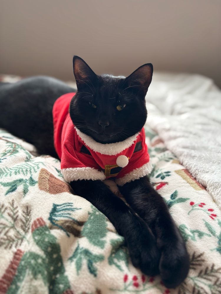 black cat with a santa jumper on. laying on a bed