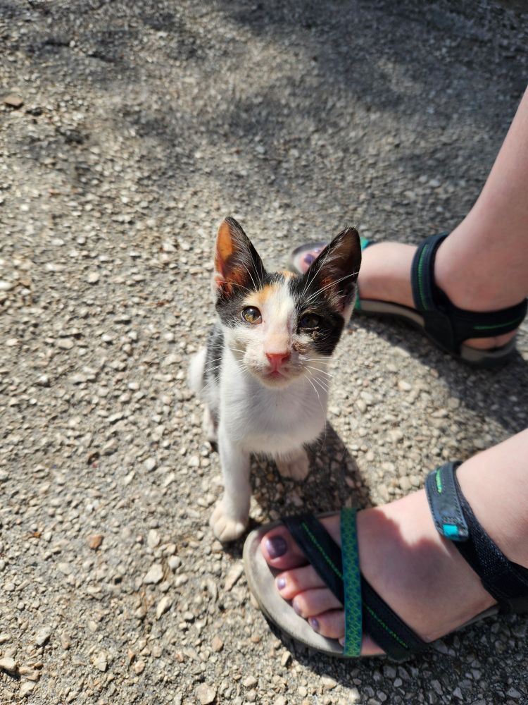 Le potichaton qui regarde vers l'objectif de la photo, que vraiment on voit elle est trop trop mignonne.
