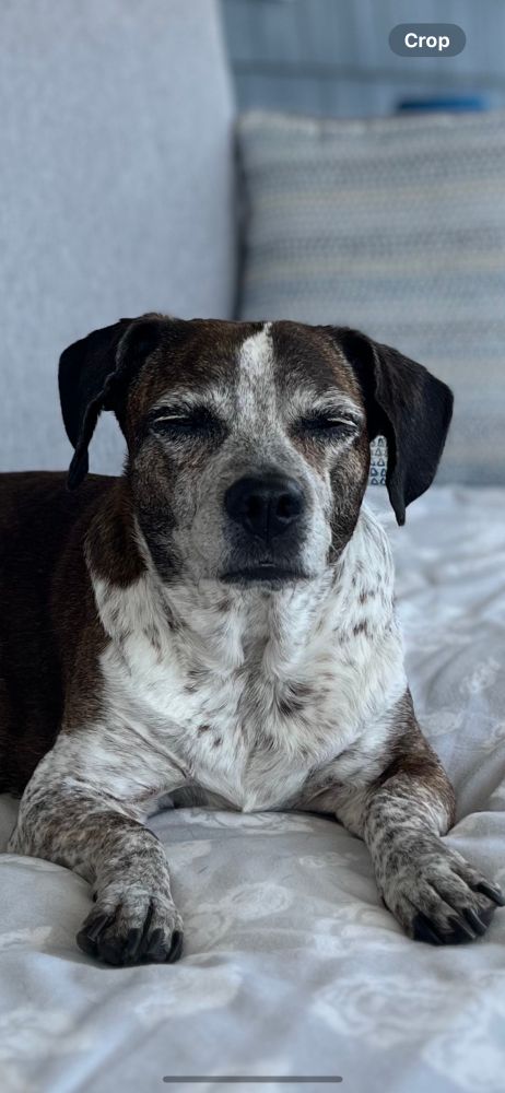 Close up of a beagle mix dog